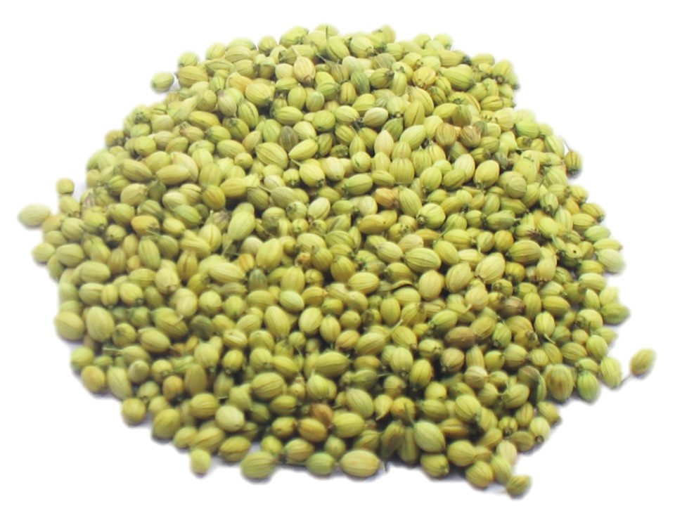 DHANIYA 7-STAR INDORI ( CORIANDER)